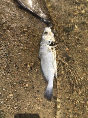 Aplodinotus grunniens