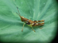 Gesonula