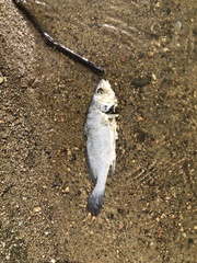 Aplodinotus grunniens