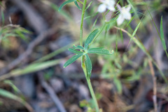 Delphinium gracilentum