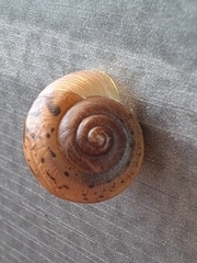 Acusta