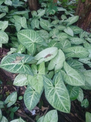 Syngonium