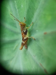 Gesonula