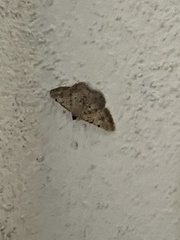 Frederickia nigricomma