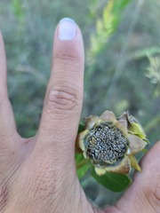 Silphium integrifolium