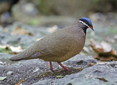 Starnoenas cyanocephala