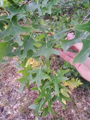 Quercus ellipsoidalis