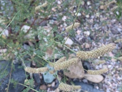 Dalea albiflora