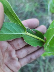Silphium integrifolium