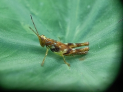 Gesonula