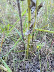Silphium integrifolium