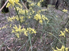 Acacia mucronata longifolia