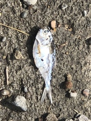 Dorosoma cepedianum