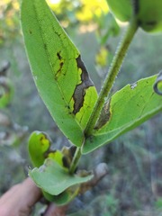 Silphium integrifolium