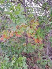 Quercus ellipsoidalis