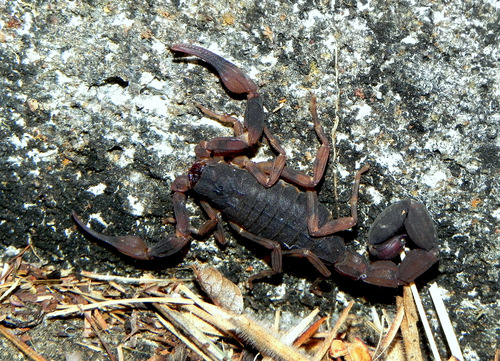 Tityus bahiensis · iNaturalist