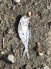Dorosoma cepedianum