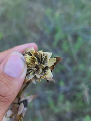 Silphium integrifolium