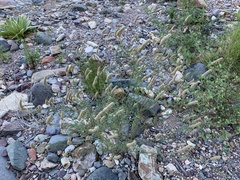 Dalea albiflora