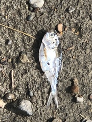 Dorosoma cepedianum