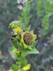 Silphium integrifolium