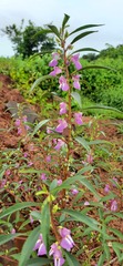 Impatiens rosea