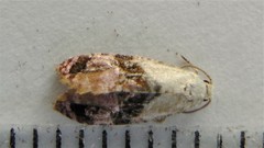 Cochylis viscana