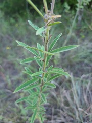 Desmodium sessilifolium