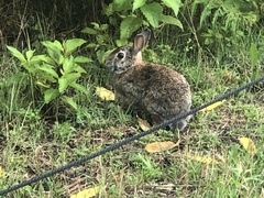 Sylvilagus floridanus