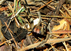 Phoneutria nigriventer