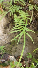 Pteris vittata