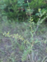 Desmodium sessilifolium