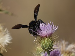Xylocopa californica arizonensis