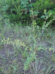 Desmodium sessilifolium