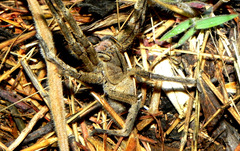 Phoneutria nigriventer