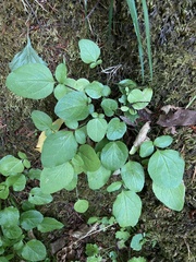 Valeriana sitchensis