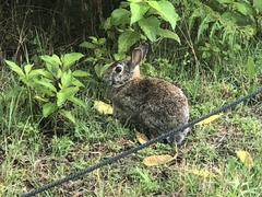 Sylvilagus floridanus