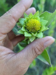 Silphium integrifolium