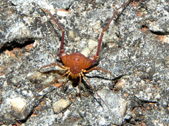 Krateromaspis dilatata