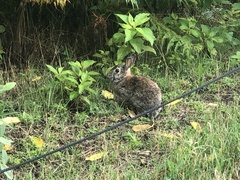 Sylvilagus floridanus