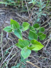Matelea cynanchoides