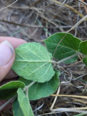 Matelea cynanchoides