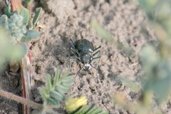 Cicindela tranquebarica