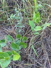 Matelea cynanchoides