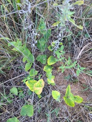 Matelea cynanchoides