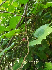 Vitis rotundifolia