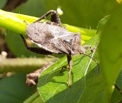 Acanthocoris sordidus