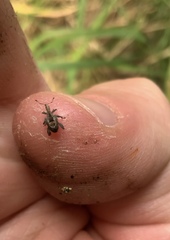 Stephanorhynchus crassus