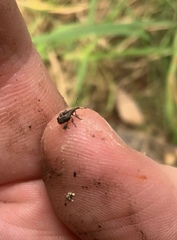 Stephanorhynchus crassus