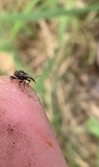 Stephanorhynchus crassus